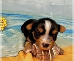 Small #16 Morkie
