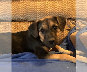 Labrador Retriever Dogs for adoption in Yardley, PA, USA