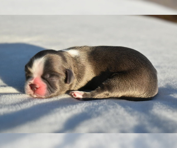 Medium Photo #2 Shih Tzu Puppy For Sale in PALM COAST, FL, USA