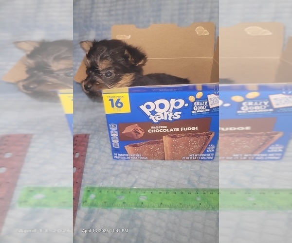 Medium Photo #10 Yorkshire Terrier Puppy For Sale in AKRON, OH, USA
