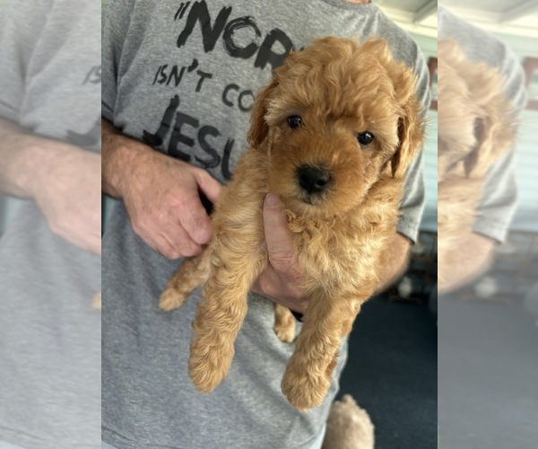 Medium Photo #1 Poodle (Miniature) Puppy For Sale in AUBURNDALE, FL, USA
