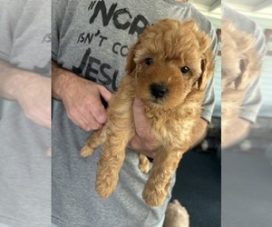 Poodle (Miniature) Puppy for sale in AUBURNDALE, FL, USA