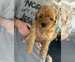 Small Poodle (Miniature)