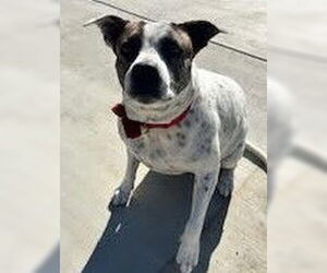 Mutt Dogs for adoption in Oceanside, CA, USA