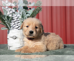 Puppy Bonnie Golden Retriever