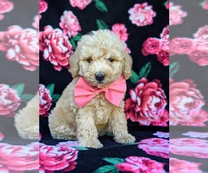 Goldendoodle Puppy for sale in OXFORD, PA, USA