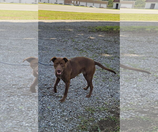 Medium Photo #6 Labrador Retriever-Unknown Mix Puppy For Sale in Rustburg, VA, USA