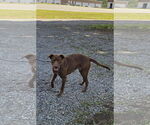 Small #5 Labrador Retriever Mix
