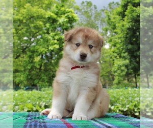 Siberian Husky Puppy for sale in MERCERSBURG, PA, USA
