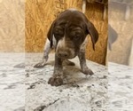 Puppy Pink German Shorthaired Pointer