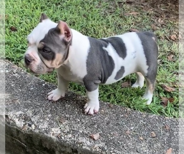 Medium Photo #6 American Bully Puppy For Sale in COLLEGE PARK, MD, USA