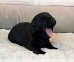 Small Photo #10 Labrador Retriever Puppy For Sale in HIGH POINT, NC, USA