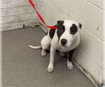 Small American Pit Bull Terrier Mix