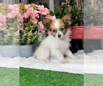 Small #4 Papillon