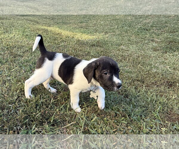 Medium Photo #1 Anatolian Shepherd-Unknown Mix Puppy For Sale in Holly Springs, NC, USA