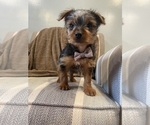 Small #13 Yorkshire Terrier