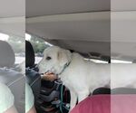 Small #3 Great Pyrenees