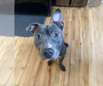 Small #10 American Staffordshire Terrier-Labrador Retriever Mix