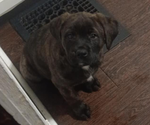 Puppy Puppy 1 Rottweiler-American Pit Bull Terrier