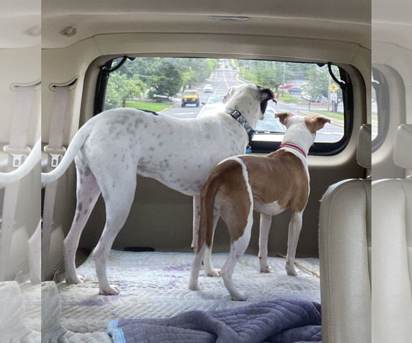 Medium Photo #2 American Pit Bull Terrier-Rat Terrier Mix Puppy For Sale in Wesley Chapel, SC, USA