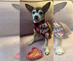 Small #5 Chihuahua Mix