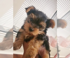 Yorkshire Terrier Puppy for sale in BURLESON, TX, USA