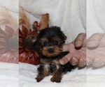 Small Photo #1 Yorkshire Terrier Puppy For Sale in LOVELY, KY, USA
