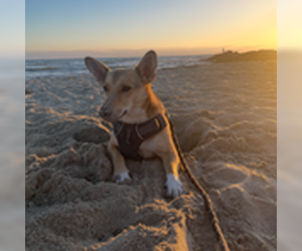 Medium Photo #3 Cardigan Welsh Corgi-Unknown Mix Puppy For Sale in Fallbrook, CA, USA