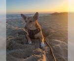 Small #2 Cardigan Welsh Corgi Mix