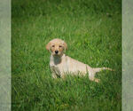 Small Photo #5 Labrador Retriever Puppy For Sale in FRESNO, OH, USA