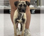 Small #1 Retriever  Mix