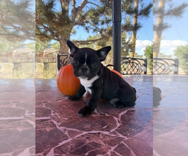 Medium Photo #15 French Bulldog Puppy For Sale in YUCCA VALLEY, CA, USA