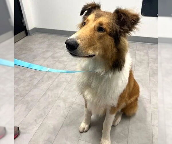 Medium Photo #2 Collie Puppy For Sale in Dublin, OH, USA