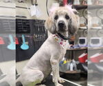 Small #1 Mutt