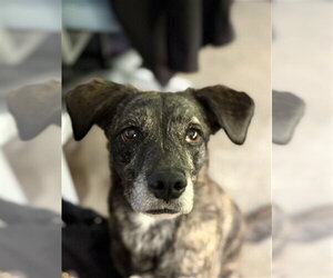 Bluetick Coonhound Dogs for adoption in Houston, TX, USA
