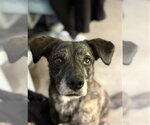 Small Bluetick Coonhound