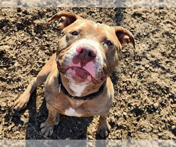 Medium Photo #2 Staffordshire Bull Terrier Puppy For Sale in Ocala, FL, USA