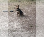 Small #4 Mutt