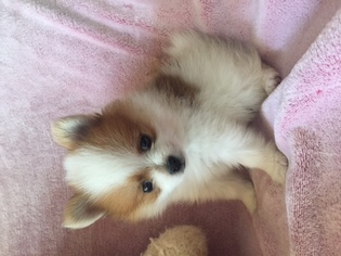 Pomeranian Puppy for sale in NORTH RICHLAND HILLS, TX, USA