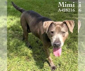 MIMI - Female Mutt Dog for Adoption - Photo #2