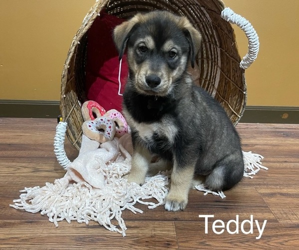Medium Photo #1 Goberian Puppy For Sale in WARSAW, IN, USA