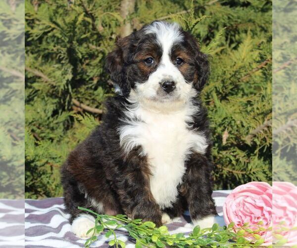 Medium Photo #4 Bernedoodle-Poodle (Standard) Mix Puppy For Sale in NARVON, PA, USA