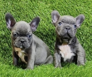 French Bulldog Puppy for sale in DALLAS, TX, USA