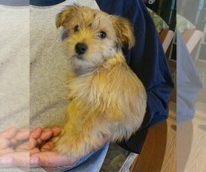 Yo-Chon Puppy for Sale in BAGLEY, Minnesota USA