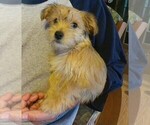 Small Photo #1 Yo-Chon Puppy For Sale in BAGLEY, MN, USA