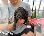 Small Photo #4 Goldendoodle Puppy For Sale in CHAMPION, NC, USA