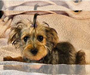 Mutt Dogs for adoption in Bon Carbo, CO, USA