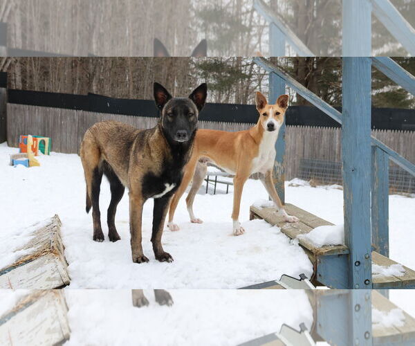 Medium Photo #8 Saluki-Whippet Mix Puppy For Sale in Sebec, ME, USA