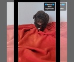 Atticus - Male Poodle (Toy) Puppy for Sale - Photo #3