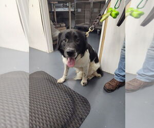Pointer-Unknown Mix Dogs for adoption in Linton, IN, USA